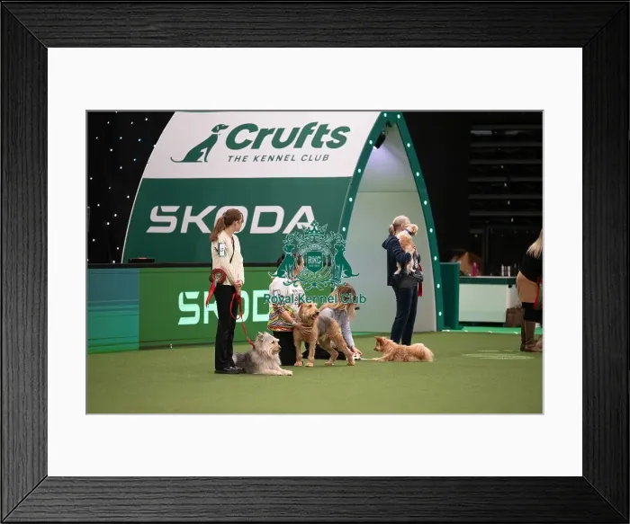 Framed Print : Scruffts competition including winner Diesel, a 13-year-old Airedale Terrier / Labrador cross owned by Claire Whitehead Framed Print : Scruffts competition including winner Diesel, a 13-year-old Airedale Terrier / Labrador cross owned by Claire Whitehead
