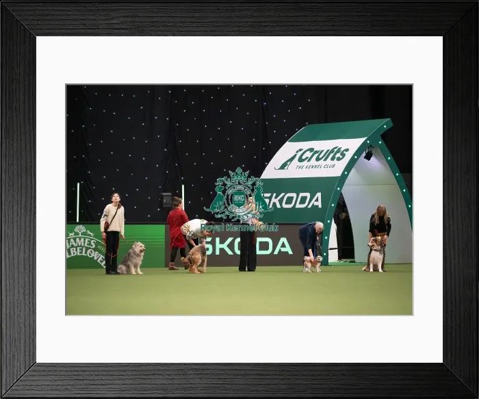 Framed Print : Scruffts competition Framed Print : Scruffts competition