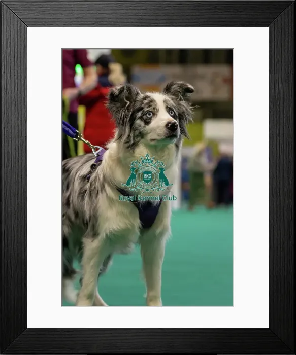 Framed Print : GCDS Bronze Challenge team waiting to perform their Warm Up at the Kennel Club Good Citizen Dog Scheme Framed Print : GCDS Bronze Challenge team waiting to perform their Warm Up at the Kennel Club Good Citizen Dog Scheme