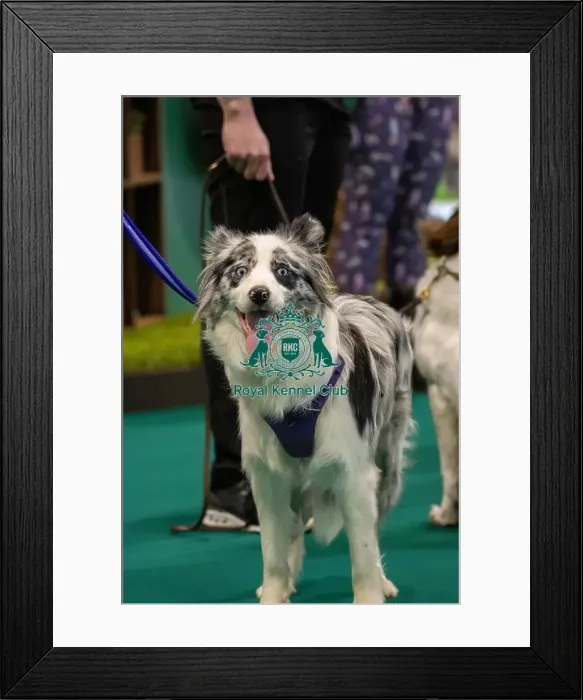 Framed Print : GCDS Bronze Challenge team waiting to perform their Warm Up at the Kennel Club Good Citizen Dog Scheme Framed Print : GCDS Bronze Challenge team waiting to perform their Warm Up at the Kennel Club Good Citizen Dog Scheme