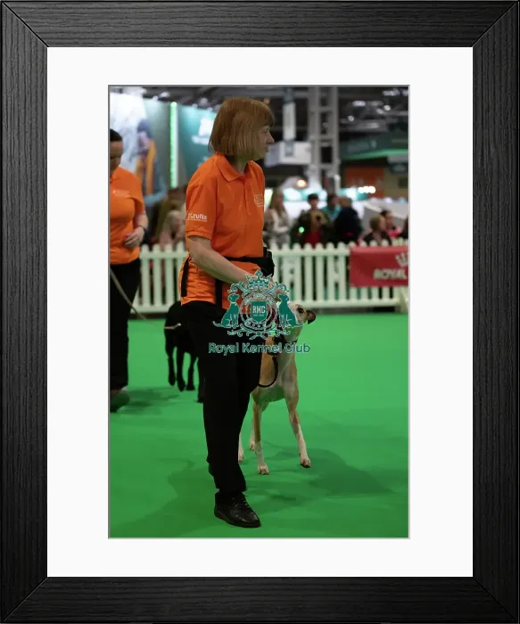 Framed Print : CRUFTS 2024- Thursday Framed Print : CRUFTS 2024- Thursday