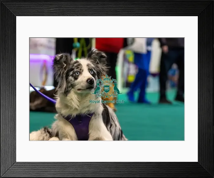Framed Print : GCDS Bronze Challenge team waiting to perform their Warm Up at the Kennel Club Good Citizen Dog Scheme Framed Print : GCDS Bronze Challenge team waiting to perform their Warm Up at the Kennel Club Good Citizen Dog Scheme