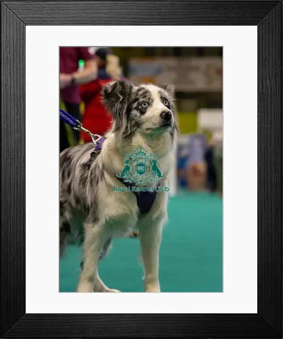 Framed Print : GCDS Bronze Challenge team waiting to perform their Warm Up at the Kennel Club Good Citizen Dog Scheme Framed Print : GCDS Bronze Challenge team waiting to perform their Warm Up at the Kennel Club Good Citizen Dog Scheme