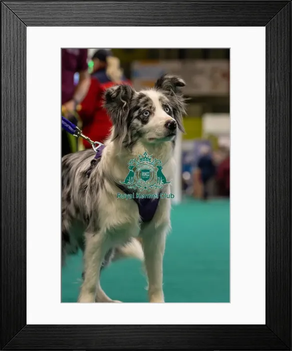 Framed Print : GCDS Bronze Challenge team waiting to perform their Warm Up at the Kennel Club Good Citizen Dog Scheme Framed Print : GCDS Bronze Challenge team waiting to perform their Warm Up at the Kennel Club Good Citizen Dog Scheme
