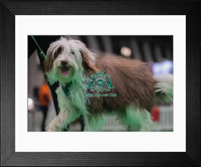 Framed Print : CRUFTS 2024- Thursday Framed Print : CRUFTS 2024- Thursday
