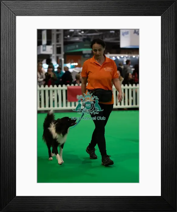 Framed Print : CRUFTS 2024- Thursday Framed Print : CRUFTS 2024- Thursday
