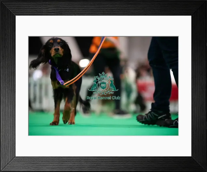 Framed Print : CRUFTS 2024- Thursday Framed Print : CRUFTS 2024- Thursday