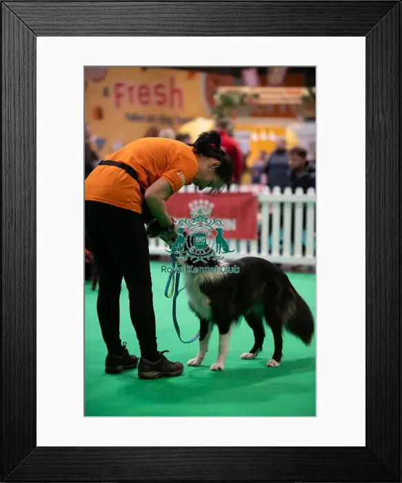 Framed Print : CRUFTS 2024- Thursday Framed Print : CRUFTS 2024- Thursday