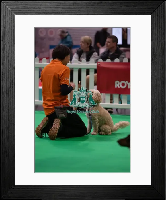 Framed Print : CRUFTS 2024- Thursday