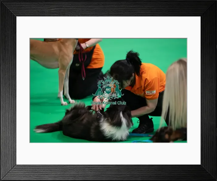 Framed Print : CRUFTS 2024- Thursday Framed Print : CRUFTS 2024- Thursday
