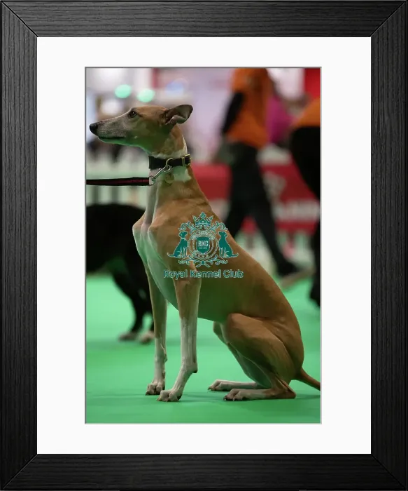 Framed Print : CRUFTS 2024- Thursday Framed Print : CRUFTS 2024- Thursday