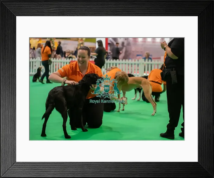 Framed Print : CRUFTS 2024- Thursday Framed Print : CRUFTS 2024- Thursday
