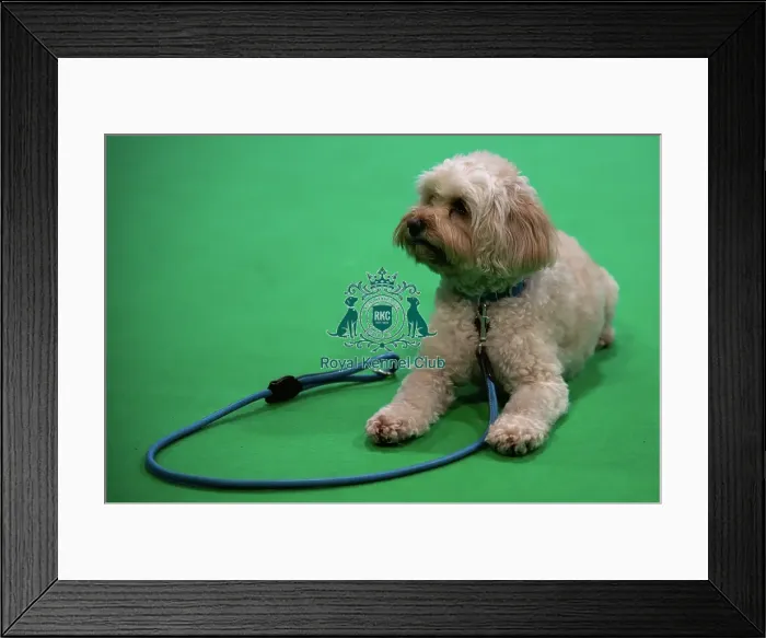 Framed Print : CRUFTS 2024- Thursday Framed Print : CRUFTS 2024- Thursday