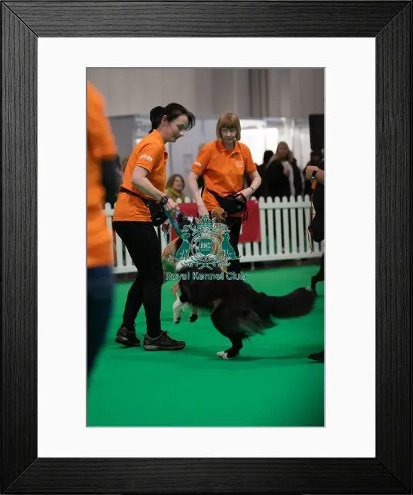 Framed Print : CRUFTS 2024- Thursday Framed Print : CRUFTS 2024- Thursday