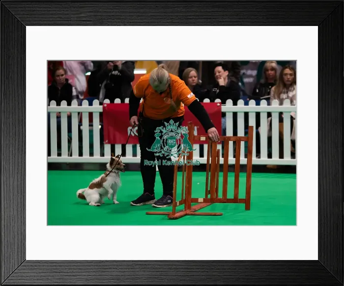 Framed Print : CRUFTS 2024- Thursday Framed Print : CRUFTS 2024- Thursday