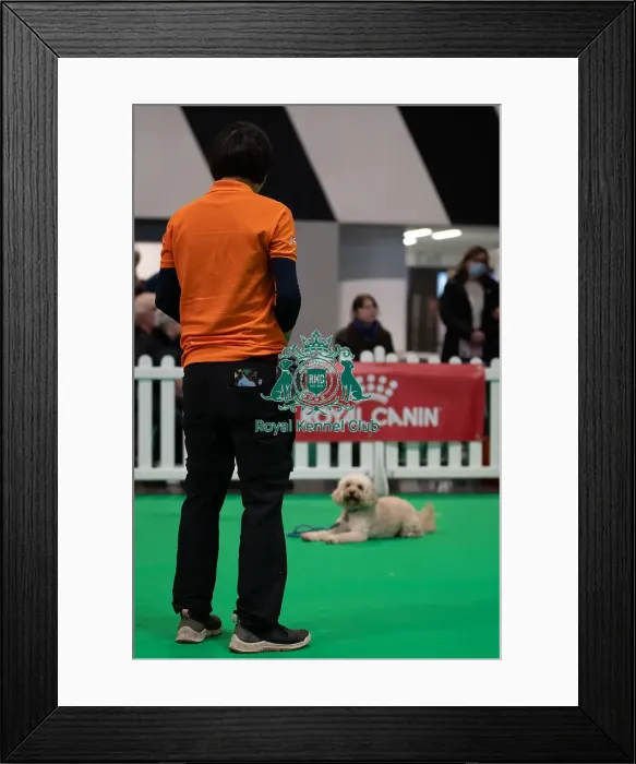 Framed Print : CRUFTS 2024- Thursday Framed Print : CRUFTS 2024- Thursday