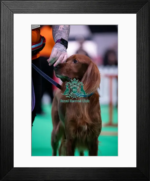 Framed Print : CRUFTS 2024- Thursday Framed Print : CRUFTS 2024- Thursday
