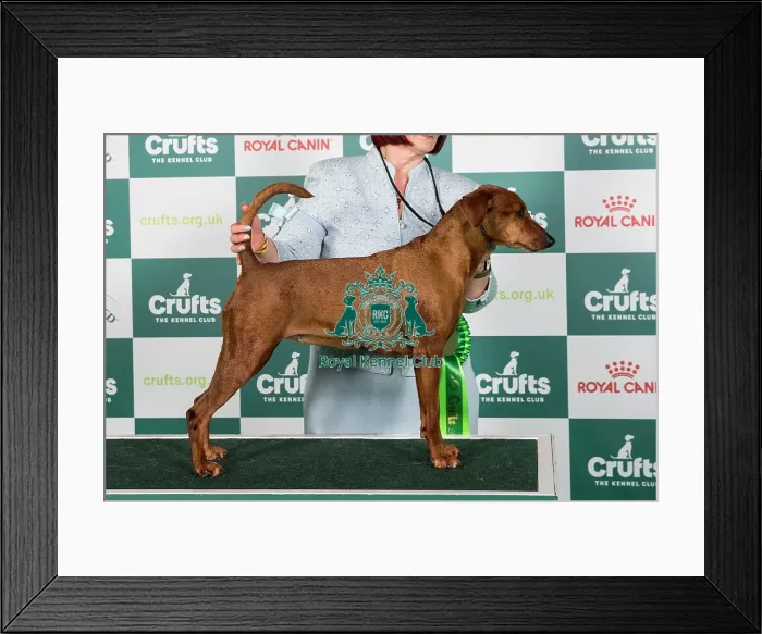 Framed Print : 2024 Best of Breed German Pinscher Framed Print : 2024 Best of Breed German Pinscher