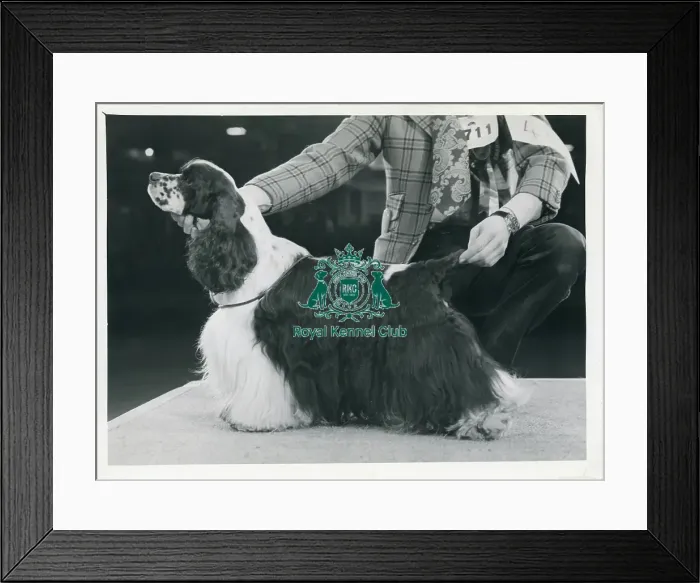 Framed Print : Crufts 1972 Gundog group winner The Kennel Club Sh Ch Am Ch Dreamridge Delegate parti colour American Cocker Spaniel