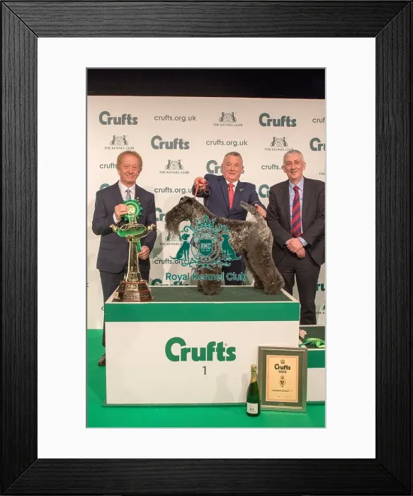 Framed Print : Best in Group Hound 1st Winner Crufts 2020 Framed Print : Best in Group Hound 1st Winner Crufts 2020