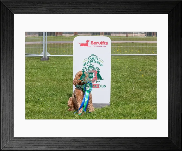 Framed Print : Nottinghamshire. Second Place Scruffts Heat James Wellbeloved