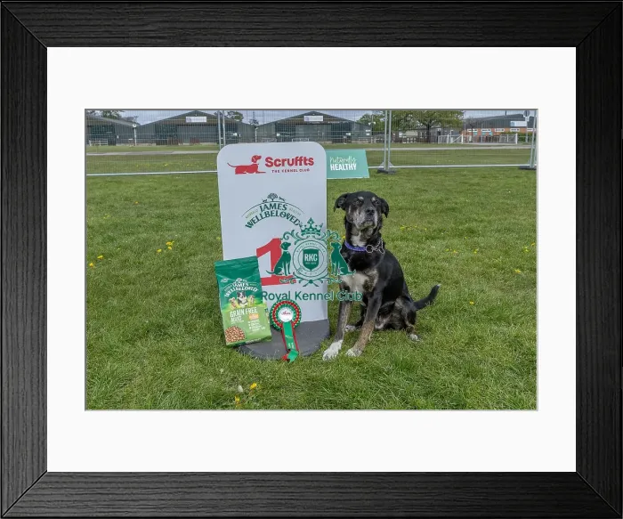 Framed Print : Good Citizen Dog Scheme Class Scruffts Heat Dog Name Framed Print : Good Citizen Dog Scheme Class Scruffts Heat Dog Name