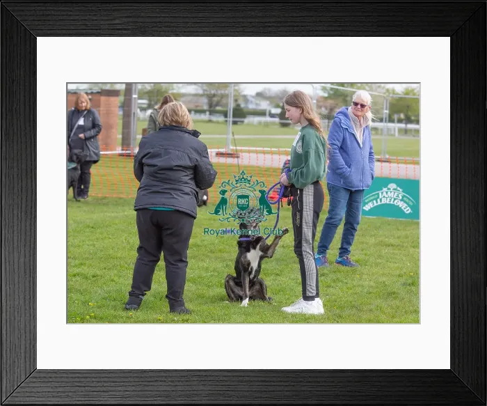 Framed Print : Good Citizen Dog Scheme Class Judging Dog Name Framed Print : Good Citizen Dog Scheme Class Judging Dog Name