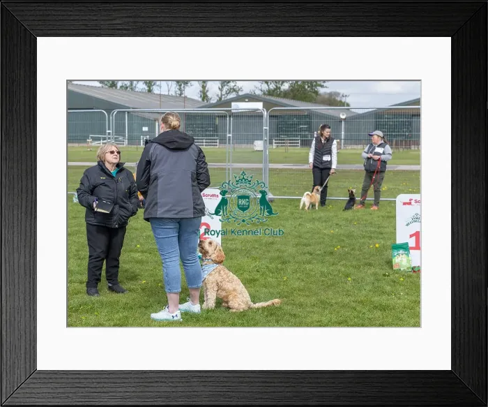 Framed Print : Good Citizen Dog Scheme Class Scruffts Heat Newark
