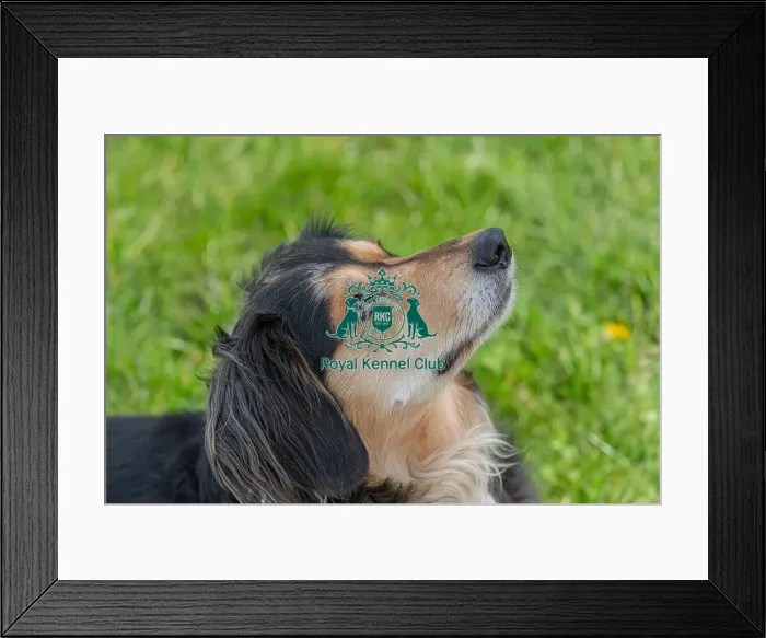 Framed Print : Nottinghamshire. Headshot Dog Only Good Citizen Dog Scheme Class