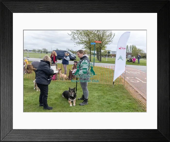 Framed Print : Nottinghamshire. Judging Golden Oldie Class Newark