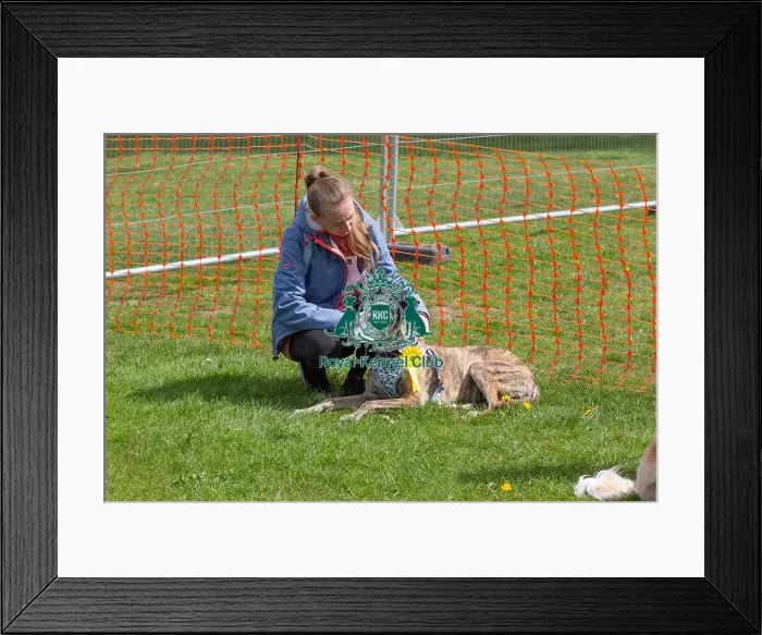 Framed Print : Newark Golden Oldie Class 21st April 2024 Nottinghamshire Framed Print : Newark Golden Oldie Class 21st April 2024 Nottinghamshire