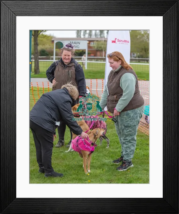 Framed Print : Nottinghamshire. Prettiest Bitch Class Judging Framed Print : Nottinghamshire. Prettiest Bitch Class Judging