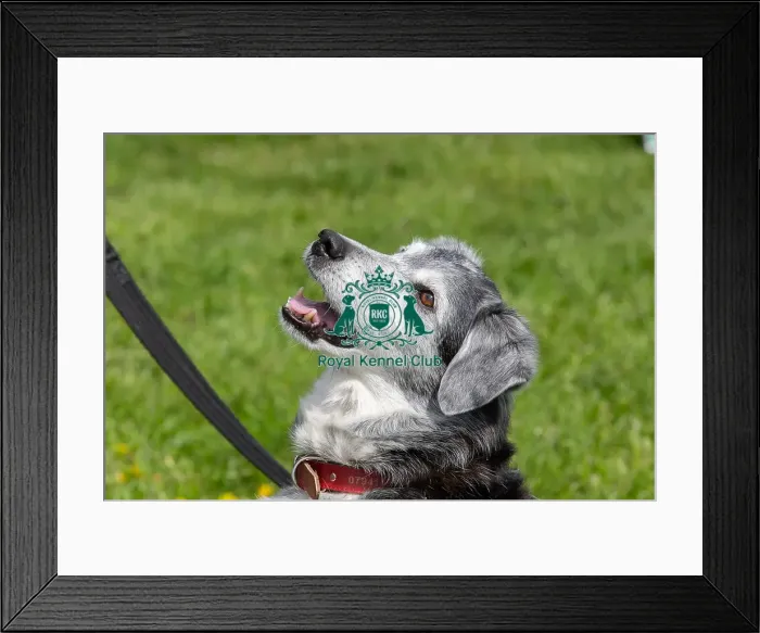 Framed Print : Headshot Golden Oldie Class Dog Only Nottinghamshire Framed Print : Headshot Golden Oldie Class Dog Only Nottinghamshire