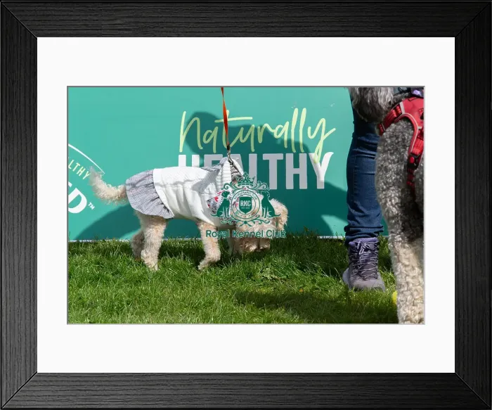 Framed Print : Nottinghamshire. Scruffts Heat 21st April 2024 Framed Print : Nottinghamshire. Scruffts Heat 21st April 2024