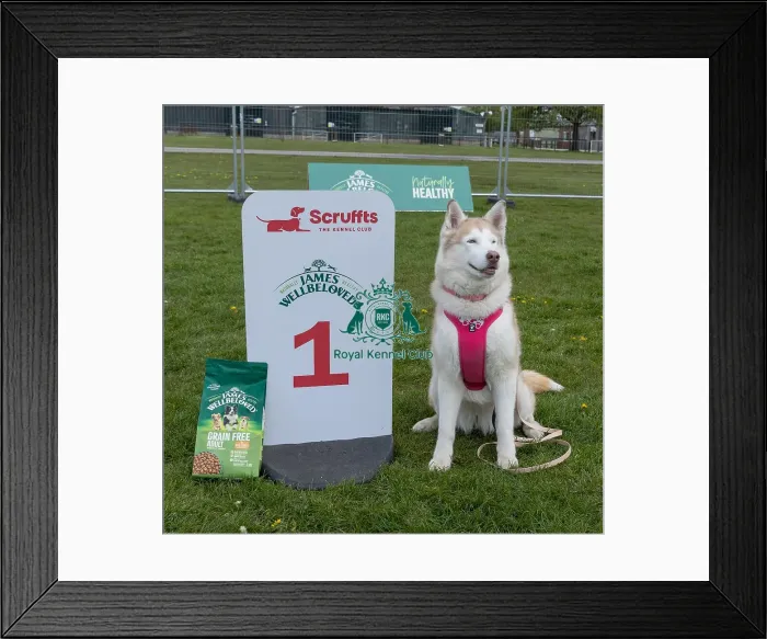 Framed Print : Sponsors Name Prettiest Bitch Class Scruffts Heat Framed Print : Sponsors Name Prettiest Bitch Class Scruffts Heat