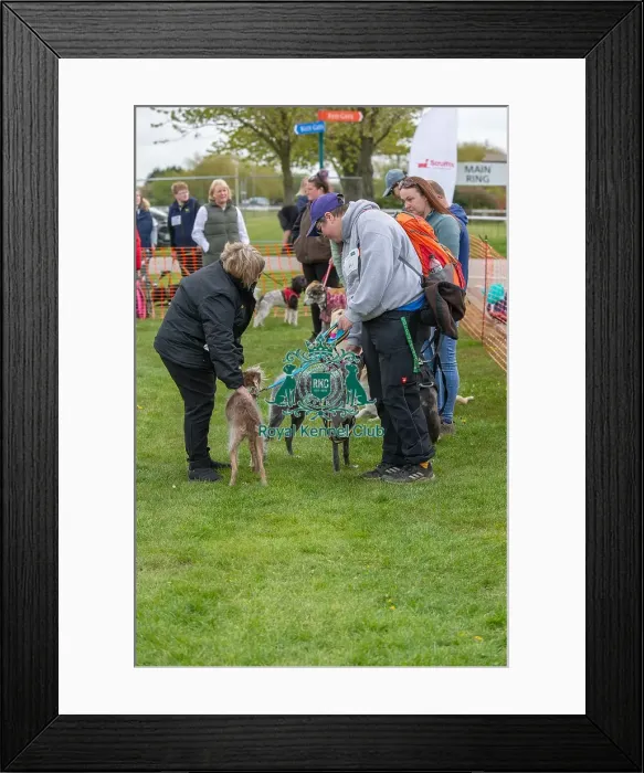 Framed Print : Nottinghamshire. Prettiest Bitch Class Judging Framed Print : Nottinghamshire. Prettiest Bitch Class Judging