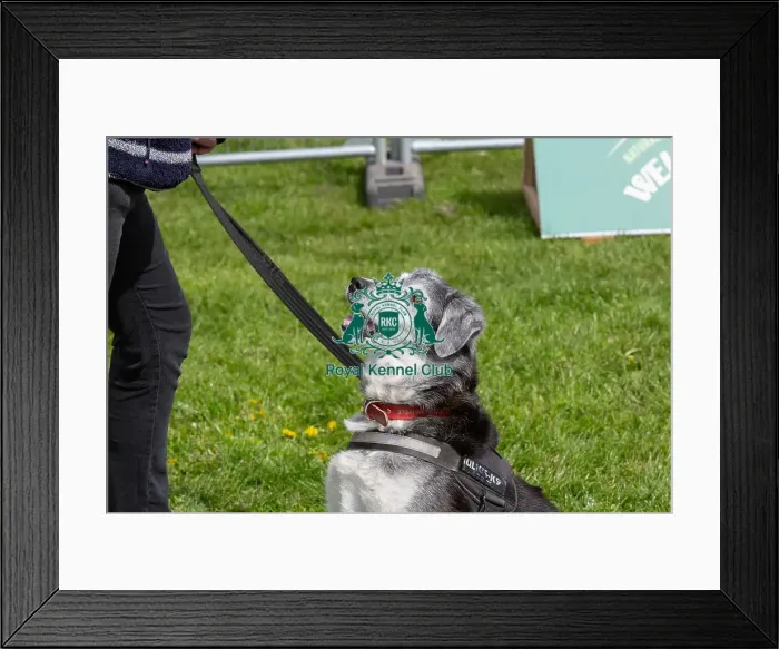 Framed Print : Headshot Golden Oldie Class Dog Only Nottinghamshire Framed Print : Headshot Golden Oldie Class Dog Only Nottinghamshire