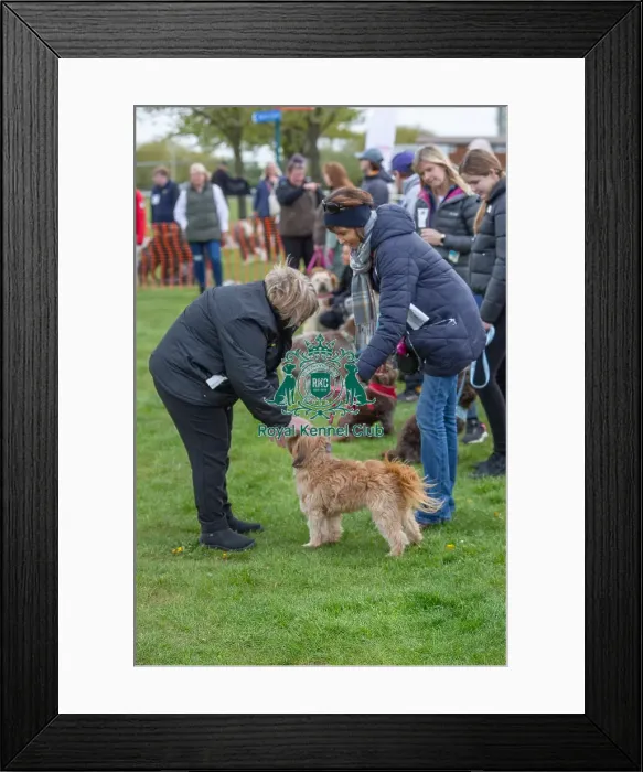 Framed Print : Nottinghamshire. Prettiest Bitch Class Judging