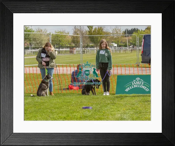 Framed Print : Nottinghamshire. Newark 21st April 2024 Good Citizen Dog Scheme Class Framed Print : Nottinghamshire. Newark 21st April 2024 Good Citizen Dog Scheme Class