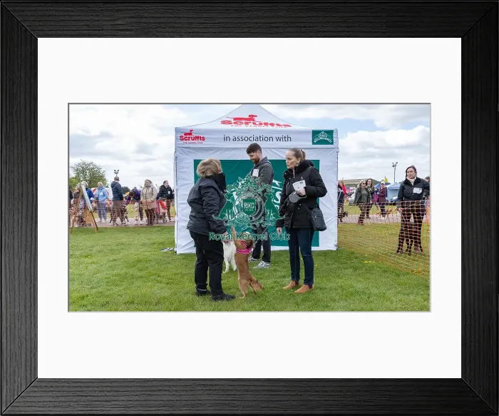Framed Print : Nottinghamshire. Prettiest Bitch Class Judging Framed Print : Nottinghamshire. Prettiest Bitch Class Judging