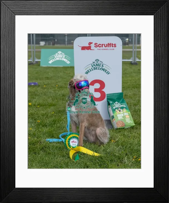 Framed Print : 21st April 2024 Scruffts Heat James Wellbeloved Framed Print : 21st April 2024 Scruffts Heat James Wellbeloved