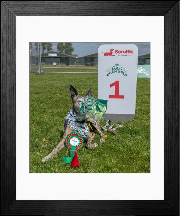 Framed Print : 21st April 2024 Scruffts Heat James Wellbeloved Framed Print : 21st April 2024 Scruffts Heat James Wellbeloved