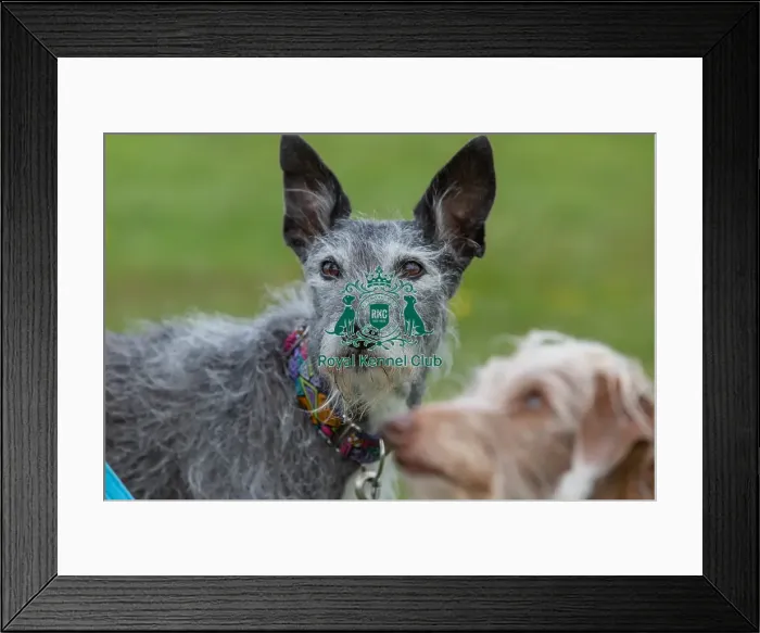 Framed Print : Headshot Golden Oldie Class Dog Only Nottinghamshire Framed Print : Headshot Golden Oldie Class Dog Only Nottinghamshire