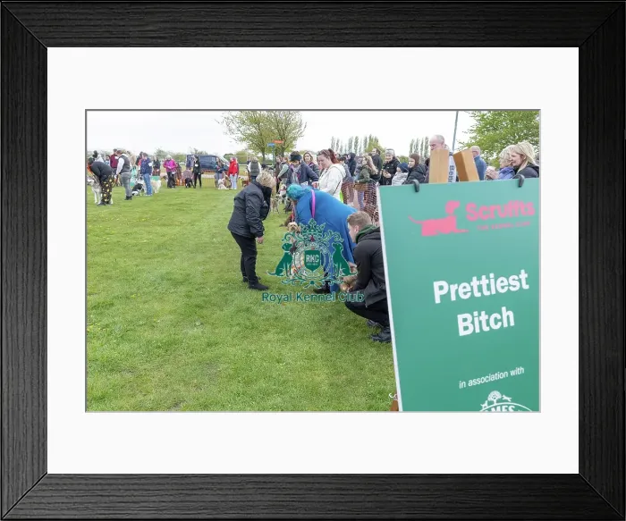 Framed Print : 21st April 2024 Prettiest Bitch Class Scruffts Heat