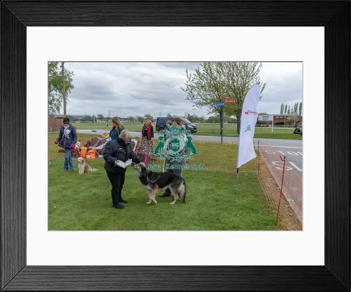 Framed Print : Nottinghamshire. Judging Golden Oldie Class Newark
