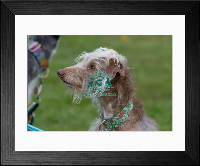 Framed Print : Headshot Golden Oldie Class Dog Only Nottinghamshire Framed Print : Headshot Golden Oldie Class Dog Only Nottinghamshire