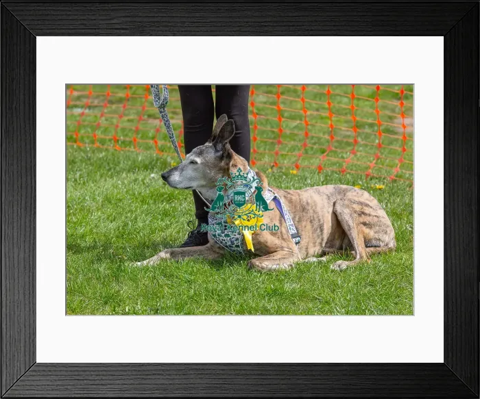 Framed Print : Headshot Golden Oldie Class Dog Only Nottinghamshire Framed Print : Headshot Golden Oldie Class Dog Only Nottinghamshire