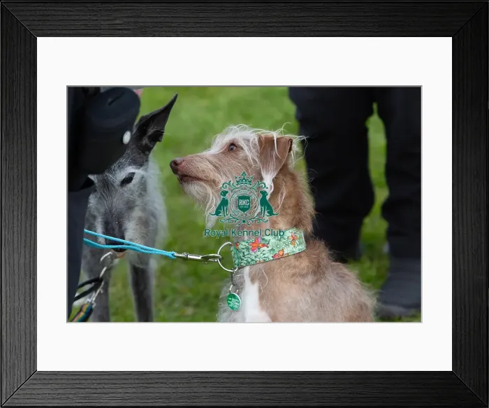Framed Print : Headshot Golden Oldie Class Dog Only Nottinghamshire Framed Print : Headshot Golden Oldie Class Dog Only Nottinghamshire