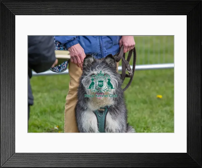 Framed Print : Headshot Golden Oldie Class Dog Only Nottinghamshire Framed Print : Headshot Golden Oldie Class Dog Only Nottinghamshire