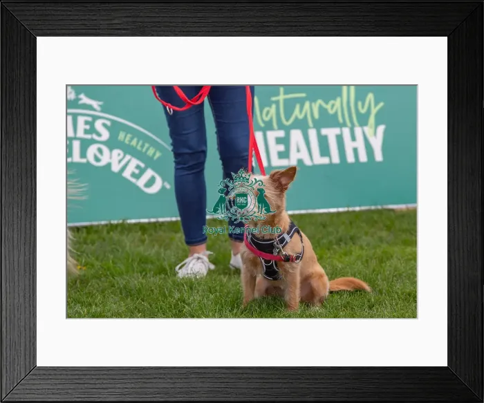 Framed Print : Sponsors Name Prettiest Bitch Class Scruffts Heat Framed Print : Sponsors Name Prettiest Bitch Class Scruffts Heat